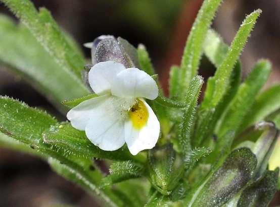 ΕΝΔΗΜΙΚΑ ΦΥΤΑ ΤΗΣ ΑΤΤΙΚΗΣ 172 VIOLACEAE ΒΙΟΛΙΔΕΣ Viola phitosiana Erben 1985 *** Βιόλα του Φοίτου Κιθαιρώνας 12/05/2013 Ενδημικό της ηπειρωτικής Ελλάδας: Πάρνωνας, Ταΰγετος, Μαίναλο, Παναχαΐκό,