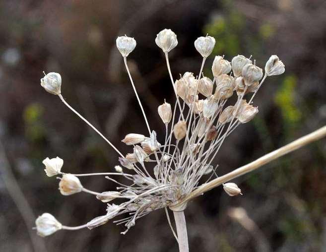 ΕΝΔΗΜΙΚΑ ΦΥΤΑ ΤΗΣ ΑΤΤΙΚΗΣ 174 Πάρνηθα 10/09/2011 ALLIACEAE Allium brussalisii Tzanoudakis & Kypriotakis 2008 *** Αλλιο του Μπρούσαλη Ενδημικό Στερεάς Ελλάδας και Πελοποννήσου.