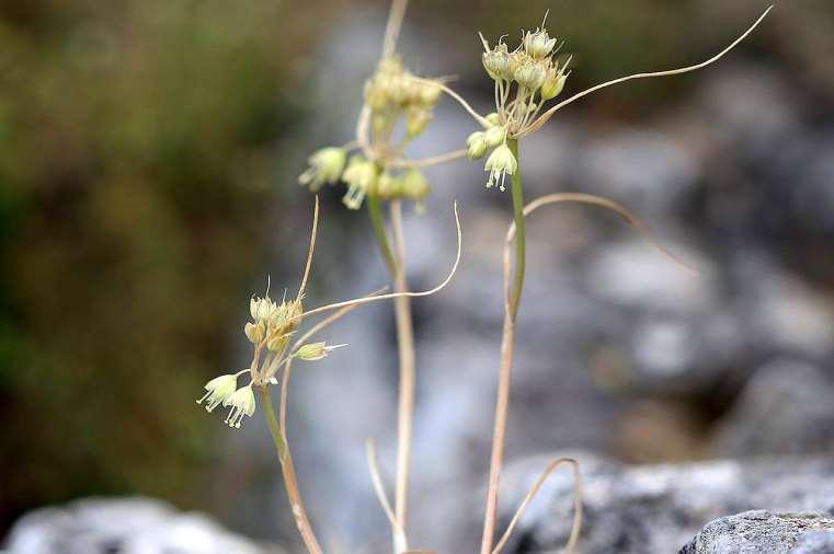 ΕΝΔΗΜΙΚΑ ΦΥΤΑ ΤΗΣ ΑΤΤΙΚΗΣ 175 ALLIACEAE Allium hymettium Boiss. & Heldr. 1859 *** Αλλιο του Υμηττού Βολβόφυτο ενδημικό είδος της Στερεάς Ελλάδας και της Πελοποννήσου.