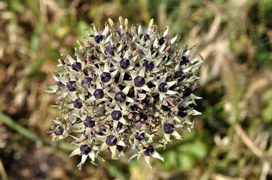 ΕΝΔΗΜΙΚΑ ΦΥΤΑ ΤΗΣ ΑΤΤΙΚΗΣ 178 ALLIACEAE Πάρνηθα 18/05/2013 Allium cyrilli, Tenore 1827 Αλλιο του Κύριλλου Ο άγριος πρόγονος του σκόρδου είναι φυτό Ιταλίας, Ελλάδας και Τουρκίας.