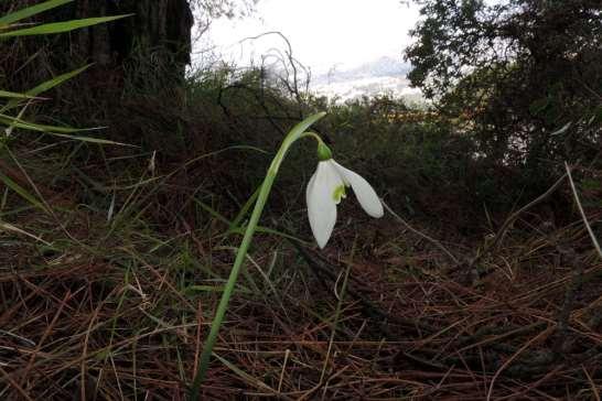 ΕΝΔΗΜΙΚΑ ΦΥΤΑ ΤΗΣ ΑΤΤΙΚΗΣ 180 AMARYLLIDACEAE - ΑΜΑΡΥΛΛΙΔΕΣ Galanthus reginae-olgae Orph 1876 subsp.