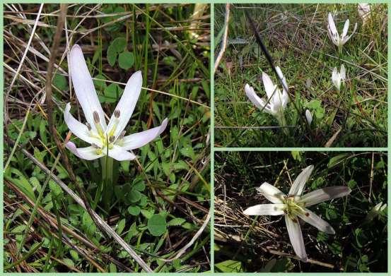 ΕΝΔΗΜΙΚΑ ΦΥΤΑ ΤΗΣ ΑΤΤΙΚΗΣ 185 COLCHICACEAE ΚΟΛΧΙΚΙΔΕΣ Colchicum soboliferum (C.A.Mey.) Stef. 1926 Κολχικό {με παραφυάδες» Λιμνοθάλσσα Ωρωπού 09/01/2014 Φυτό της Μεσογείου και του Εύξεινου Πόντου.