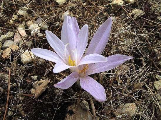 ΕΝΔΗΜΙΚΑ ΦΥΤΑ ΤΗΣ ΑΤΤΙΚΗΣ 186 Πάρνηθα 03/09/2009 COLCHICACEAE ΚΟΛΧΙΚΙΔΕΣ Colchicum lingulatum Boiss. & Spuner 1844 *** Κολχικό το γλωσσοειδές Ενδημικό Αττικής, Εύβοιας και Βοιωτίας.