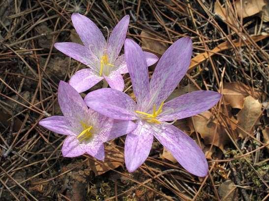 ΕΝΔΗΜΙΚΑ ΦΥΤΑ ΤΗΣ ΑΤΤΙΚΗΣ 188 Υμηττός 01/09/2009 COLCHICACEAE ΚΟΛΧΙΚΙΔΕΣ Colchicum sfikasianum Kit Tan & Iatrou 1995 *** Κολχικό του Σφήκα Ενδημικό με ανώμαλη εξάπλωση σε Ιόνιο (Ζάκυνθος, Κεφαλλονιά,