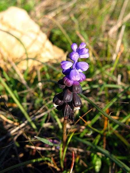 ΕΝΔΗΜΙΚΑ ΦΥΤΑ ΤΗΣ ΑΤΤΙΚΗΣ 192 Muscari pulchellum,heldr. & Sartori ex Boiss. 1859 *** Μούσκαρι το ωραίο Ενδημικό Στερεάς Ελλάδας και Νοτιανατολικής Πελοποννήσου.