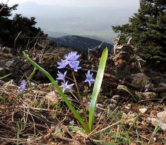 ΕΝΔΗΜΙΚΑ ΦΥΤΑ ΤΗΣ ΑΤΤΙΚΗΣ 195 Κιθαιρώνας 03/04/2014 Scilla subnivalis (Halácsy) Speta 1980 *** Σκίλλα κοντά στο χιόνι Ενδημικό φυτό, με ευρεία εξάπλωση στην στεριανή Ελλάδα.