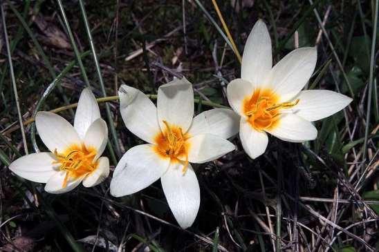 ΕΝΔΗΜΙΚΑ ΦΥΤΑ ΤΗΣ ΑΤΤΙΚΗΣ 198 IRIDIACEAE ΙΡΙΔΙΔΕΣ Crocus biflorus subsp.