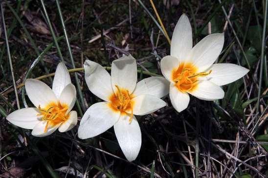 ΕΝΔΗΜΙΚΑ ΦΥΤΑ ΤΗΣ ΑΤΤΙΚΗΣ 198 IRIDIACEAE ΙΡΙΔΙΔΕΣ Crocus biflorus subsp.