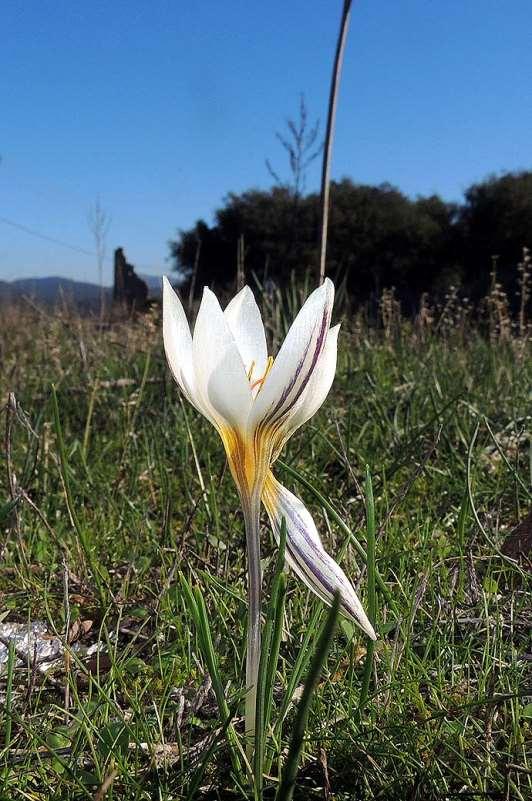 ΕΝΔΗΜΙΚΑ ΦΥΤΑ ΤΗΣ ΑΤΤΙΚΗΣ