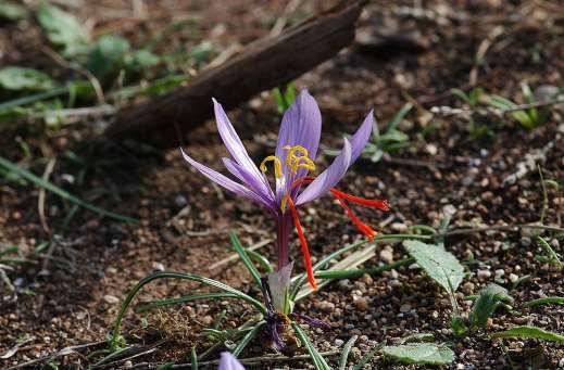 ΕΝΔΗΜΙΚΑ ΦΥΤΑ ΤΗΣ ΑΤΤΙΚΗΣ 200 IRIDIACEAE ΙΡΙΔΙΔΕΣ Crocus cartwrighitianus Herbert 1843 *** Κρόκος του Καρτράϊτ Λαυρεωτική 05/12/2008 Ενδημικό Αττικής, Κυκλάδων, Δυτικής Κρήτης.