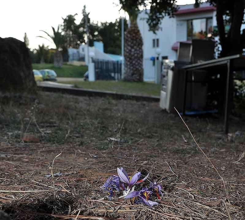 ΕΝΔΗΜΙΚΑ ΦΥΤΑ ΤΗΣ ΑΤΤΙΚΗΣ