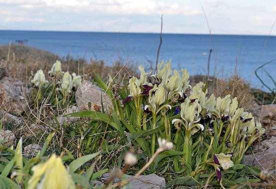 ΕΝΔΗΜΙΚΑ ΦΥΤΑ ΤΗΣ ΑΤΤΙΚΗΣ 204 IRIDIACEAE ΙΡΙΔΙΔΕΣ Iris attica, Boiss. & Heldr. 1859 Ιρις η αττική Λαύριο 15/02/2012 Η Ιριδα της Αττικής είναι ενδημική της Ελλάδας και της Βόρειας Μακεδονίας.