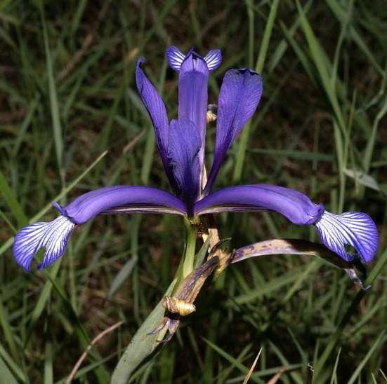 ΕΝΔΗΜΙΚΑ ΦΥΤΑ ΤΗΣ ΑΤΤΙΚΗΣ 205 IRIDIACEAE ΙΡΙΔΙΔΕΣ Iris sintenisii, Janka 1877 Ιρις του Σίντενις Πάρνηθα 31/05/2013 Η ίριδα αυτή εξαπλώνεται στην Ελλάδα, την Βαλκανική, την Τουρκία και την Ιταλία.