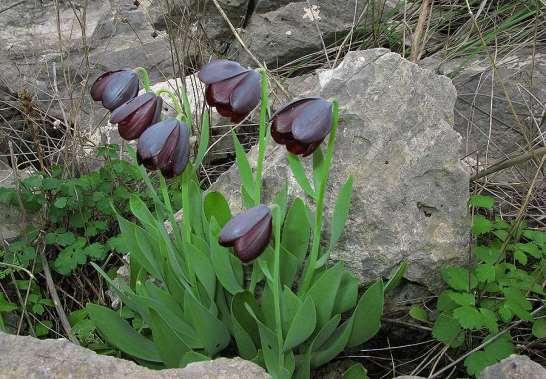 ΕΝΔΗΜΙΚΑ ΦΥΤΑ ΤΗΣ ΑΤΤΙΚΗΣ 206 LILIACEAE ΛΙΛΙΙΔΕΣ Σχινιάς 14/02/2009 Fritillaria obliqua Ker-Gawler 1805 subsp. obliqua *** Φριτιλάρια η πλαγία Ενδημικό Αττικής και Εύβοιας.