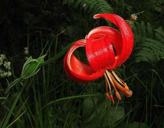 ΕΝΔΗΜΙΚΑ ΦΥΤΑ ΤΗΣ ΑΤΤΙΚΗΣ 208 LILIACEAE ΛΙΛΙΙΔΕΣ Lilium chalcedonicum, L. 1753 Λείριο το χαλκηδονικό Εξαπλώνεται από την Νότια και Δυτική Ελλάδα μέχρι την Νότια Αλβανία.