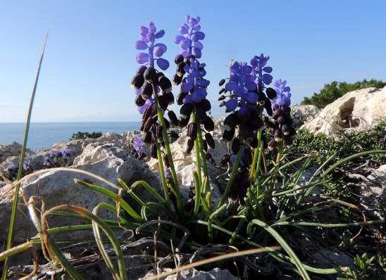 ΕΝΔΗΜΙΚΑ ΦΥΤΑ ΤΗΣ ΑΤΤΙΚΗΣ 210 Μελαγκάβι 10/03/2013 LILIACEAE ΛΙΛΙΙΔΕΣ Muscari pulchellum Heldr. & Sart.