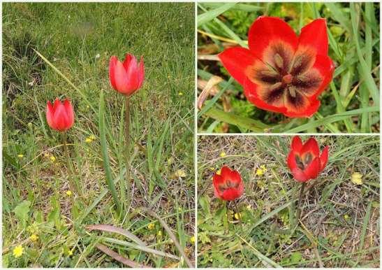 ΕΝΔΗΜΙΚΑ ΦΥΤΑ ΤΗΣ ΑΤΤΙΚΗΣ 211 LILIACEAE ΛΙΛΙΙΔΕΣ Τατόι 19/04/2013 Tulipa hageri Heldr. 1874 Τουλίπα του Χάγκερ Η τουλίπα αυτή είναι αυτοφυής σε Ελλάδα, Βουλγαρία και Δ. Τουρκία.