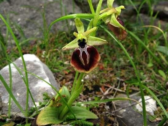 ΕΝΔΗΜΙΚΑ ΦΥΤΑ ΤΗΣ ΑΤΤΙΚΗΣ 215 ORCHIDACEAE Υμηττός 05/04/2008 Ophrys aesculapii Renz 1928 *** Όφρύς του Ασκληπιού Ενδημική ορχιδέα Πελοποννήσου και Στερεάς Ελλάδας.