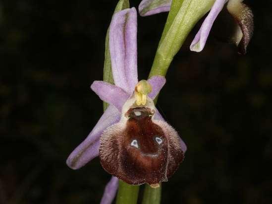 ΕΝΔΗΜΙΚΑ ΦΥΤΑ ΤΗΣ ΑΤΤΙΚΗΣ 216 Υμηττός 16/04/2013 ORCHIDACEAE Ophrys argolica H. Fleischm. 1919 *** Όφρύς η αργολική Ενδημικό ΝΑ Πελοποννήσου και Ανατολικής Στερεάς.