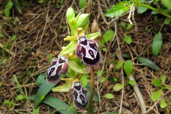 ΕΝΔΗΜΙΚΑ ΦΥΤΑ ΤΗΣ ΑΤΤΙΚΗΣ 217 ORCHIDACEAE Ophrys ariadnae Paulus 1994 *** Όφρύς της Αριάδνης Πεντέλη 24/03/2014 Ενδημική ορχιδέα της νότιας νησιωτικής Ελλάδας, με κύρια εξάπλωση σε Κρήτη και Κάρπαθο.