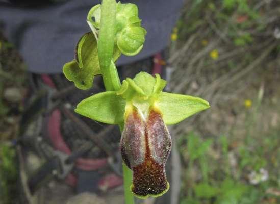 ΕΝΔΗΜΙΚΑ ΦΥΤΑ ΤΗΣ ΑΤΤΙΚΗΣ 219 ORCHIDACEAE Ophrys calocaerina Devillers-Tersch. & Devillers 1994 *** Όφρύς η καλοκαιρινή Βαρνάβας 16/04/2008 Ενδημική ορχιδέα Πελοποννήσου και Στερεάς Ελλάδας.