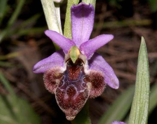 ΕΝΔΗΜΙΚΑ ΦΥΤΑ ΤΗΣ ΑΤΤΙΚΗΣ 220 Υμηττός 12/04/2011 ORCHIDACEAE Ophrys delphinensis O.Danesch & E.Danesch 1972 *** Όφρύς των Δελφών Ενδημική ορχιδέα των περιοχών γύρω από τον Κορινθιακό κόλπο.