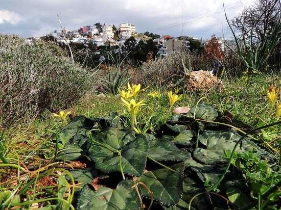 βοτανικό, δικηγόρο Τάσο Λύτρα. Η χλωρίδα τους αριθμεί 750 taxa (είδη και υποείδη), από τα οποία τα 41 (ποσοστό 7,5%) είναι ελληνικά ενδημικά.