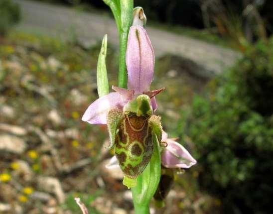 ΕΝΔΗΜΙΚΑ ΦΥΤΑ ΤΗΣ ΑΤΤΙΚΗΣ 221 Πεντέλη 28/04/2008 ORCHIDACEAE Ophrys leptomera P.Delforge 2000 *** Όφρύς η λεπτή Ενδημική ορχιδέα Αττικής, Εύβοιας και Πελοποννήσου. Περιγράφηκε το 2000 από την Εύβοια.