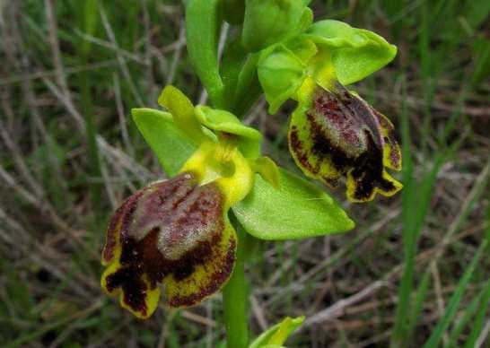 ΕΝΔΗΜΙΚΑ ΦΥΤΑ ΤΗΣ ΑΤΤΙΚΗΣ 222 ORCHIDACEAE Ophrys melena (Renz 1928) Paulus & Gack 1990 *** Όφρύς η μέλαινα Κορωπί 11/04/2009 Ενδημική ορχιδέα Αττικής, Βοιωτίας, Εύβοιας και Ανατολικής Πελοποννήσου.