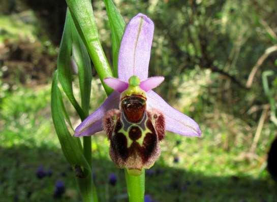 ΕΝΔΗΜΙΚΑ ΦΥΤΑ ΤΗΣ ΑΤΤΙΚΗΣ 223 Δαφνί 08/03/2008 ORCHIDACEAE Ophrys mycenensis S. Hertel & H.F. Paulus 2010 *** Όφρύς των Μυκηνών Ενδημική ορχιδέα Αττικής, Στερεάς Ελλάδας και Πελοποννήσου.