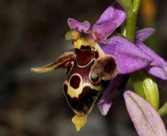 ΕΝΔΗΜΙΚΑ ΦΥΤΑ ΤΗΣ ΑΤΤΙΚΗΣ 224 ORCHIDACEAE Γραμματικό 29/04/2011 Ophrys schlechteriana (Soó) Devillers-Tersch. & Devillers 1994 *** Όφρύς του Σχλέιτερ Ενδημική ορχιδέα της Νότιας Ελλάδας.