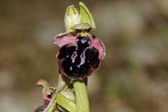 ΕΝΔΗΜΙΚΑ ΦΥΤΑ ΤΗΣ ΑΤΤΙΚΗΣ 225 Γεράνεια 13/04/2013 ORCHIDACEAE Ophrys spruneri Nyman 1855 *** Όφρύς του Σπρούνερ Ενδημική ορχιδέα Κεντρικής και Νότιας Ελλάδας, Κρήτης και νησιών Αιγαίου.