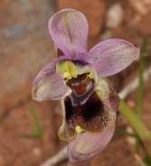 ΕΝΔΗΜΙΚΑ ΦΥΤΑ ΤΗΣ ΑΤΤΙΚΗΣ 26 Υμηττός Ophrys tethredinifera Ranunculus verna Salvia verbenaca Ο Υμηττός (1.026 μ.) είναι ένα χαμηλό βουνό, με κατεύθυνση ανατολή-δύση.