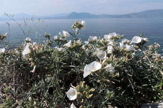 ΕΝΔΗΜΙΚΑ ΦΥΤΑ ΤΗΣ ΑΤΤΙΚΗΣ 32 Ακτές Medicago marina Limonium sinuatum Η Αττική διαθέτει ένα μεγάλο ανάπτυγμα ακτών και μάλιστα σε τρεις κόλπους, τον Σαρωνικό