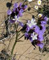 Ιδιαίτερο ενδιαφέρον παρουσιάζει η ανατολική ακτή, που επηρεάζεται από την Εύβοια, με ενδεικτικά είδη τα ενδημικά Goniolimon sartorii, Fritillaria obligua και