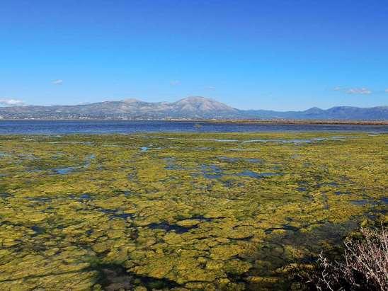 ΕΝΔΗΜΙΚΑ ΦΥΤΑ ΤΗΣ ΑΤΤΙΚΗΣ 35 Ο Ωρωπός και ο υγρότοπός του Η λιμνοθάλασσα του Ωρωπού και λίγο βορειότερα οι εκβολές του Ασωπού