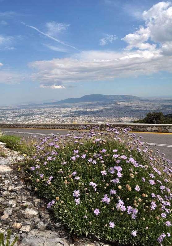 ΕΝΔΗΜΙΚΑ ΦΥΤΑ ΤΗΣ ΑΤΤΙΚΗΣ 37 Ο ενδημικός θάμνος Lomelosia Hymettia,