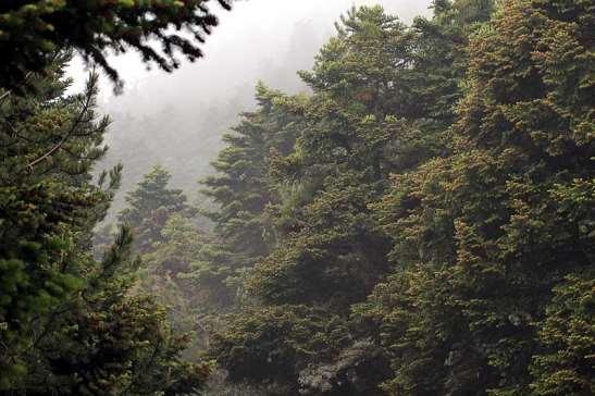 ΕΝΔΗΜΙΚΑ ΦΥΤΑ ΤΗΣ ΑΤΤΙΚΗΣ 40 Πάρνηθα 22/05/2010 PINACEAE ΠΕΥΚΙΔΕΣ Abies cephalonica J.W.