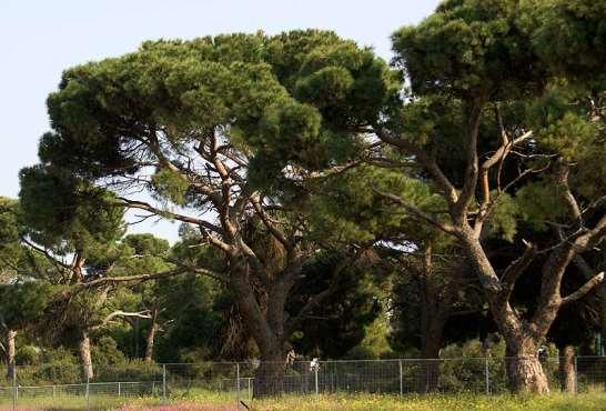 ΕΝΔΗΜΙΚΑ ΦΥΤΑ ΤΗΣ ΑΤΤΙΚΗΣ 42 PINACEAE ΠΕΥΚΙΔΕΣ Σχινιάς 01/04/2008 Pinus pinea L.