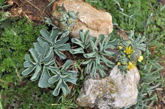 ΕΝΔΗΜΙΚΑ ΦΥΤΑ ΤΗΣ ΑΤΤΙΚΗΣ 46 Οινόη 24/02/2013 BERBERIDACEAE ΒΕΡΒΕΡΙΔΕΣ Leontice leontopetalum L. 1753 Λεοντική η λεοντοπέταλη Πολυετές ευρασιατικό κονδυλώδες φυτό, ύψους 20-50 εκ.