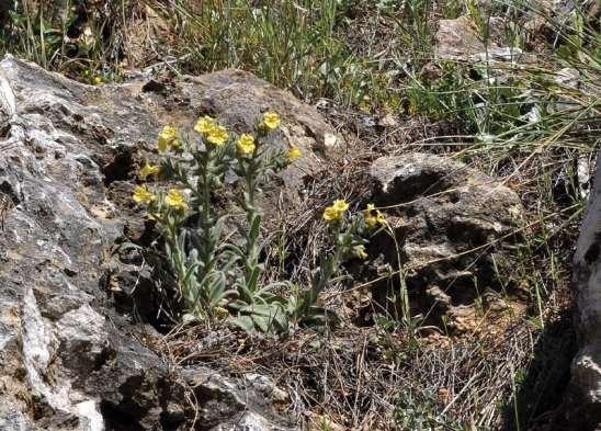 ΕΝΔΗΜΙΚΑ ΦΥΤΑ ΤΗΣ ΑΤΤΙΚΗΣ 48 BORAGINACEAE ΒΟΡΑΓΙΝΙΔΕΣ Alkanna graeca Boiss. & Spruner, 1844 subsp. baeotica (A.DC.