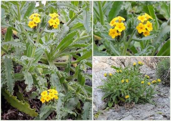 ΕΝΔΗΜΙΚΑ ΦΥΤΑ ΤΗΣ ΑΤΤΙΚΗΣ 50 BORAGINACEAE ΒΟΡΑΓΙΝΙΔΕΣ Alkanna hellenica (Boiss.) Rech. f. 1965 (L.) Boiss. 1844 *** Αλκάνα η ελληνική Ψάθα (Πατέρας) 24/02/2013 Ελληνικό ενδημικό φυτό.