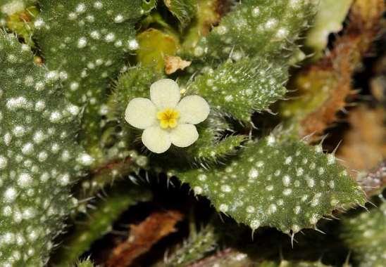 ΕΝΔΗΜΙΚΑ ΦΥΤΑ ΤΗΣ ΑΤΤΙΚΗΣ 52 BORAGINACEAE ΒΟΡΑΓΙΝΙΔΕΣ Anchusa aegyptiaca (L.) A.DC.