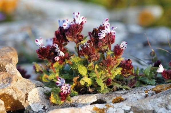 ΕΝΔΗΜΙΚΑ ΦΥΤΑ ΤΗΣ ΑΤΤΙΚΗΣ 53 BORAGINACEAE ΒΟΡΑΓΙΝΙΔΕΣ Λαύριο - Χάος 05/03/2013 Anchusella variegata (L.