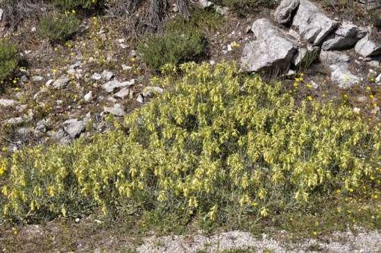 ΕΝΔΗΜΙΚΑ ΦΥΤΑ ΤΗΣ ΑΤΤΙΚΗΣ 54 BORAGINACEAE ΒΟΡΑΓΙΝΙΔΕΣ Onosma erecta Sm. 1806 *** Όνοσμα το όρθιο Κιθαιρώνας 20/4/2013 Ενδημικό Κεντρικής Ελλάδας, Πελοποννήσου, Κρήτης και Αιγαίου.