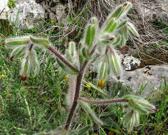 ΕΝΔΗΜΙΚΑ ΦΥΤΑ ΤΗΣ ΑΤΤΙΚΗΣ 56 BORAGINACEAE ΒΟΡΑΓΙΝΙΔΕΣ Κορωπί 12/04/2008 Onosma graeca Boiss. 1849 Όνοσμα το γραικό Ενδημικό φυτό Ελλάδας και Μικράς Ασίας.