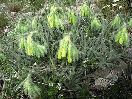 ΕΝΔΗΜΙΚΑ ΦΥΤΑ ΤΗΣ ΑΤΤΙΚΗΣ 58 BORAGINACEAE ΒΟΡΑΓΙΝΙΔΕΣ Onosma kaheirei Teppner 1988 *** Όνοσμα του Ρέχινγκερ Ενδημικό, με περιορισμένη εξάπλωση, σε Αττική, Παναχαϊκό, κεντρική Εύβοια και Σάμο.