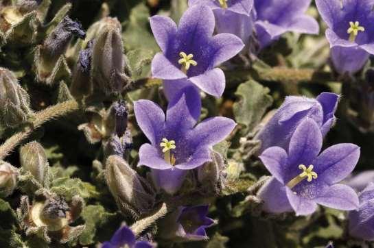 ΕΝΔΗΜΙΚΑ ΦΥΤΑ ΤΗΣ ΑΤΤΙΚΗΣ 62 CAMPANULACEAE ΚΑΜΠΑΝΟΥΛΙΔΕΣ Campanula celsii A.DC. 1830 subsp.