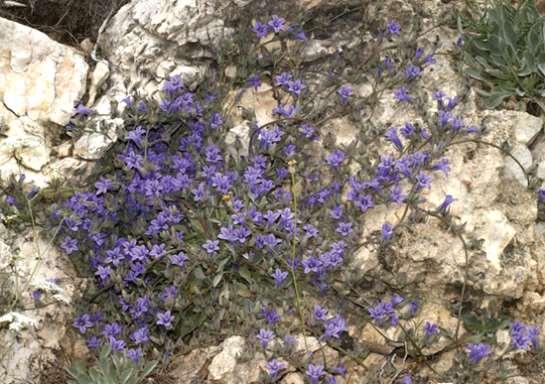 ΕΝΔΗΜΙΚΑ ΦΥΤΑ ΤΗΣ ΑΤΤΙΚΗΣ 64 CAMPANULACEAE ΚΑΜΠΑΝΟΥΛΙΔΕΣ Μπάφι 29/05/2011 Campanula celsii A.DC. 1830 subsp.