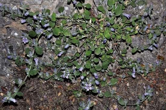 ΕΝΔΗΜΙΚΑ ΦΥΤΑ ΤΗΣ ΑΤΤΙΚΗΣ 65 CAMPANULACEAE ΚΑΜΠΑΝΟΥΛΙΔΕΣ Γεράνεια 06/06/2008 Campanula celsii A.DC. 1830 subsp.